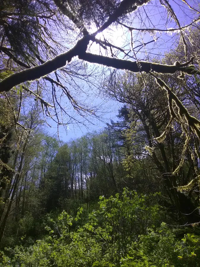Occupational Therapy Assistant healthcare job in Myrtle Point, oregon