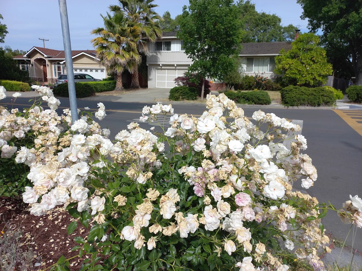 Speech Language Pathologist healthcare job in Sunnyvale, california
